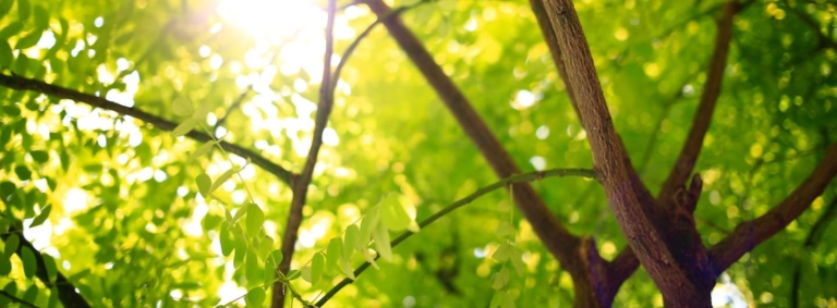 sunlit foliage in trees