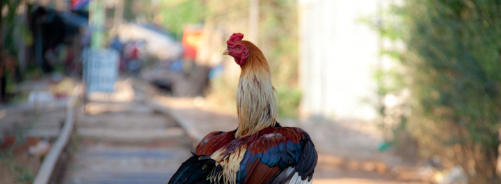 rooster on the railroad tracks