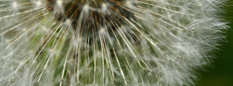 dandelion seeds