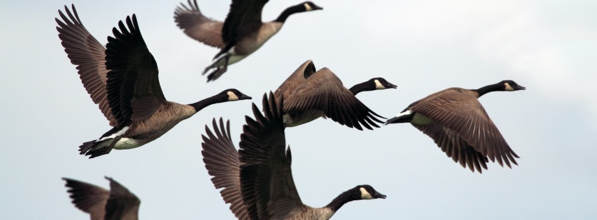 canada geese in flight