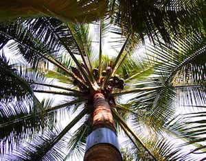 coconut palm tree